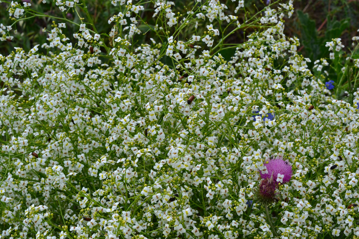 Image of Crambe tataria specimen.