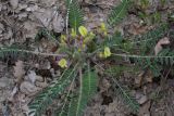 Astragalus utriger