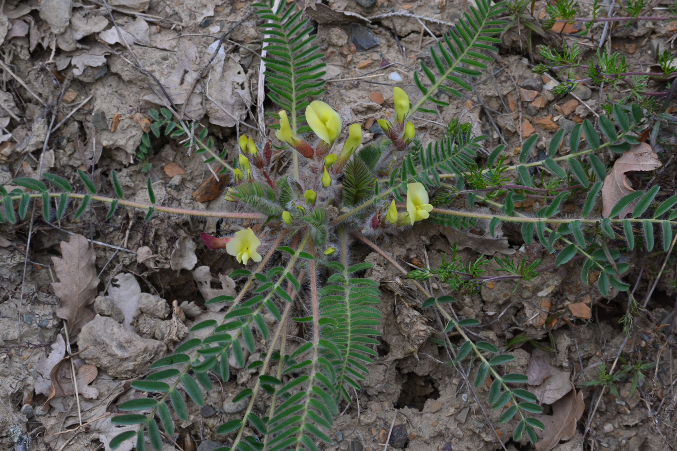 Изображение особи Astragalus utriger.