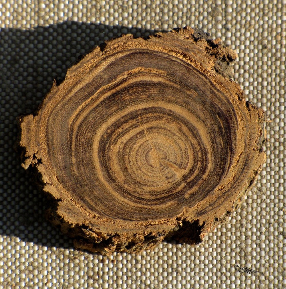 Image of Nitraria sibirica specimen.