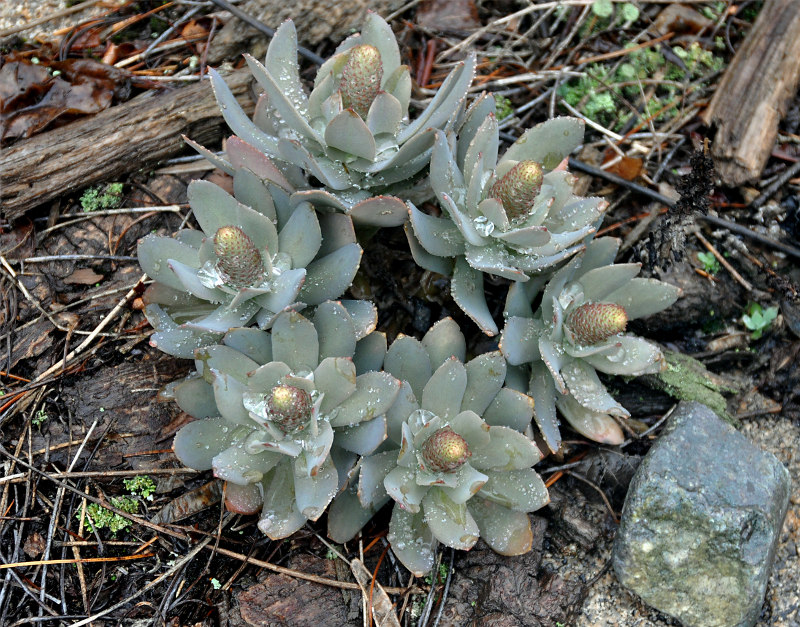 Изображение особи Orostachys malacophylla.