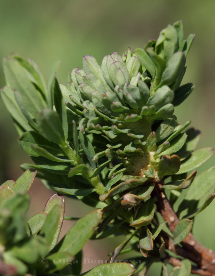 Image of Daphne cneorum specimen.