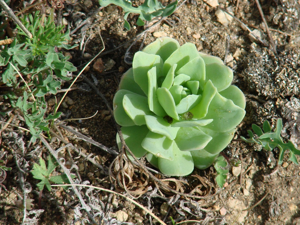 Изображение особи Orostachys malacophylla.