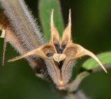 Image of taxon representative. Author is Татьяна Мальчинская