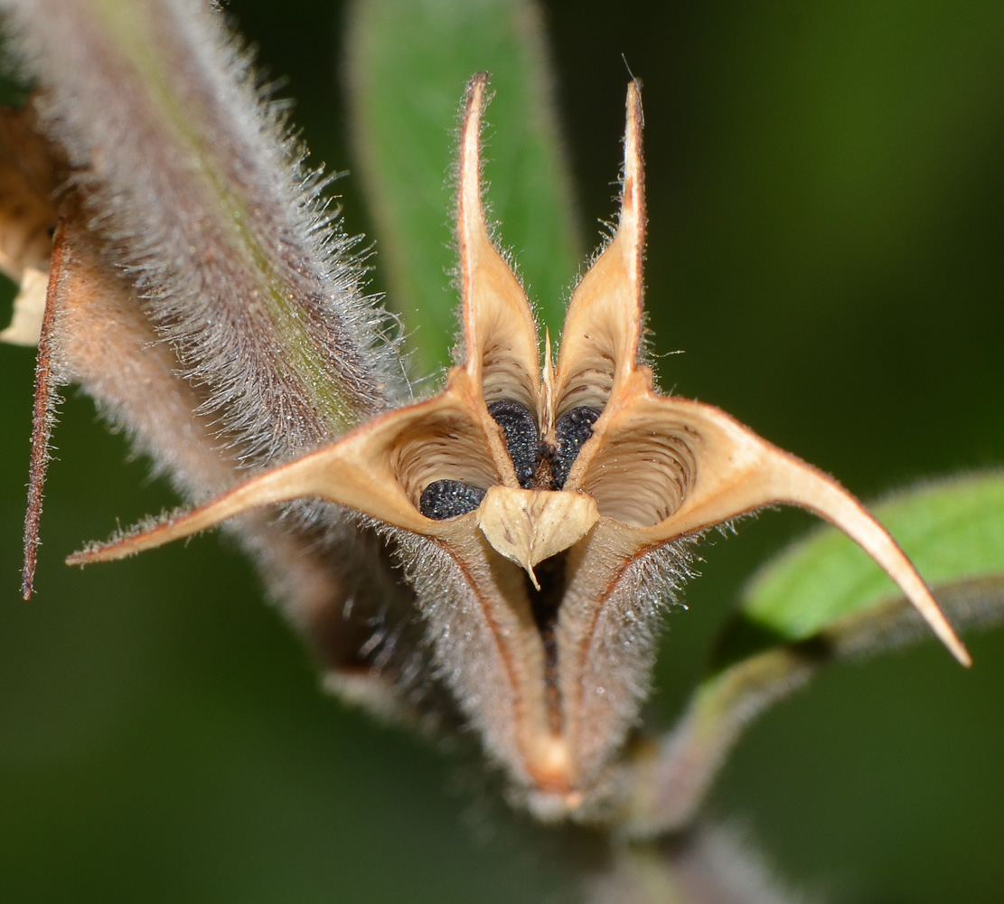 Image of Ceratotheca triloba specimen.