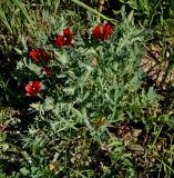 Glaucium corniculatum