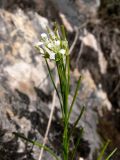 Arabis borealis. Верхушка цветущего растения с завязавшимися плодами. Свердловская обл., окр. г. Североуральск, правый берег канала Дублёр, подножие известняковой скалы. 24.06.2014.