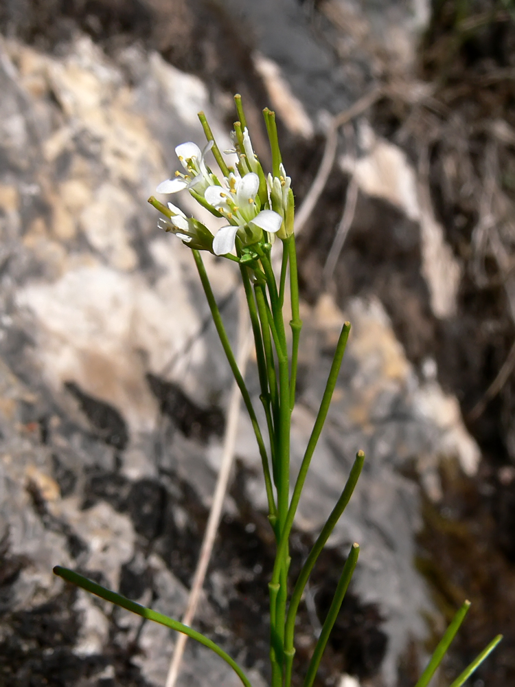 Изображение особи Arabis borealis.