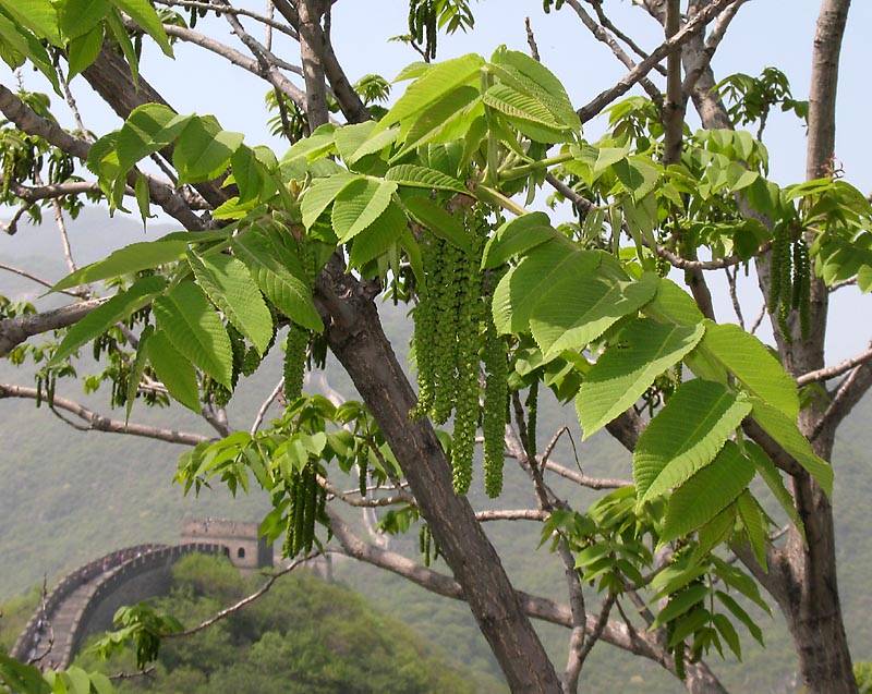 Image of Juglans mandshurica specimen.