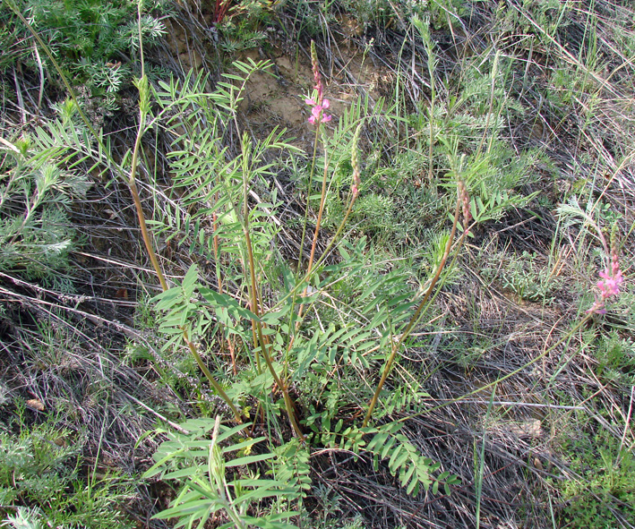 Image of Onobrychis sibirica specimen.