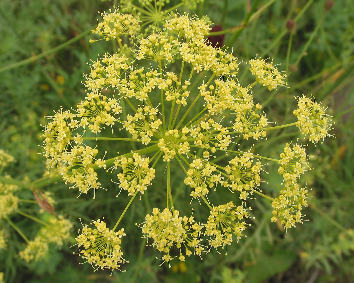 Изображение особи Ferula songarica.