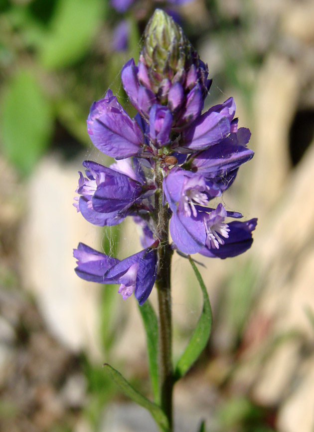 Image of Polygala hybrida specimen.