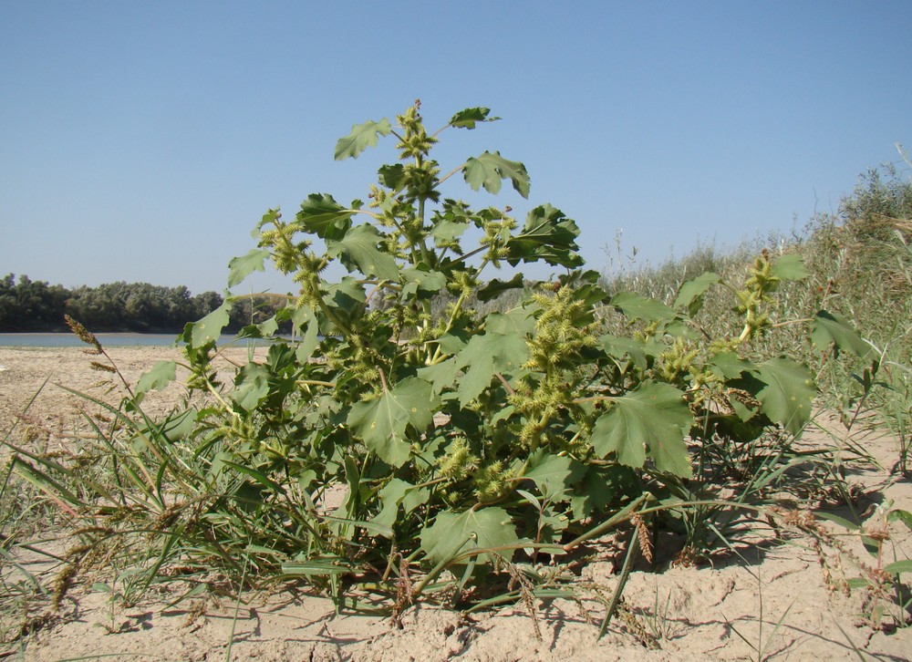 Image of Xanthium orientale specimen.