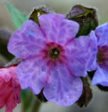Pulmonaria obscura. Цветок. Украина, Киев, заказник \"Лесники\", боровая терраса Днепра, лиственный лес. 8 апреля 2007 г.