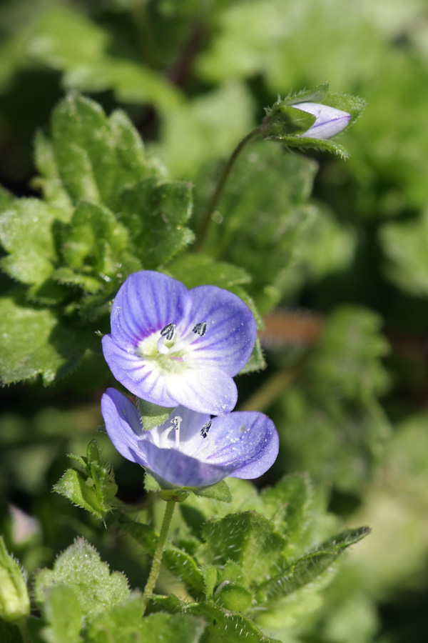 Image of Veronica persica specimen.