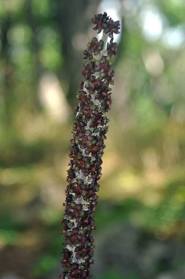 Image of Veratrum ussuriense specimen.