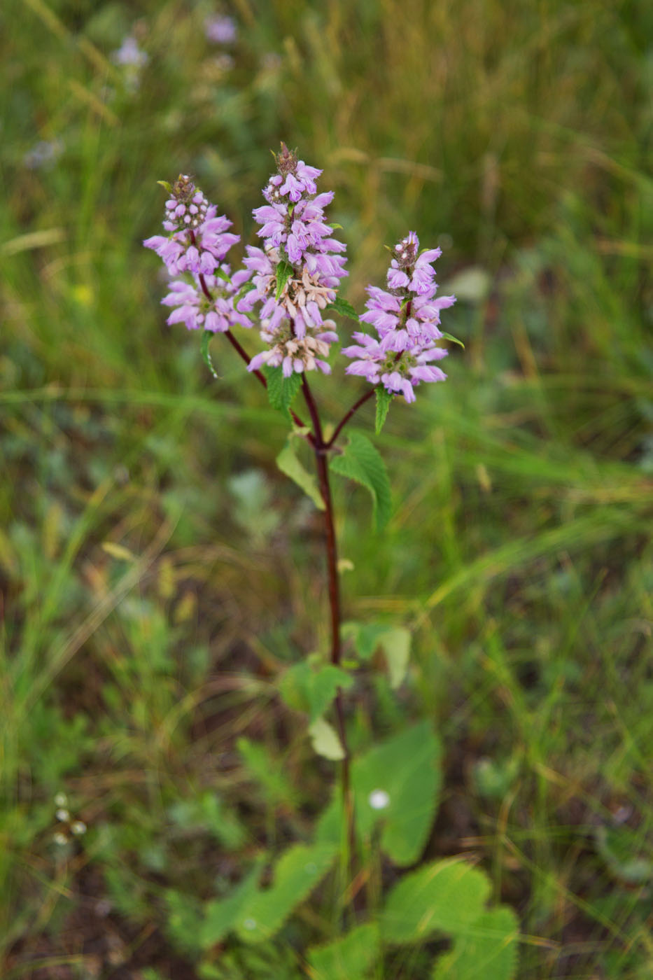Image of Phlomoides tuberosa specimen.