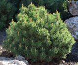 Pinus mugo. Вегетирующее растение. Ростовская обл., г. Таганрог, в сквере. 18.04.2016.