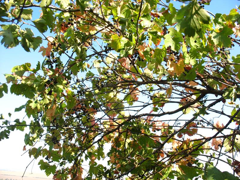 Image of Vitis gmelinii specimen.