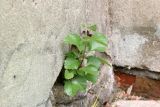 Betula pubescens. Молодое растение. Костромская обл., г. Нерехта, стена здания. 06.05.2016.