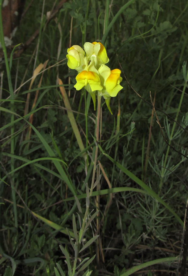 Изображение особи Linaria macroura.