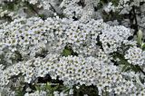 Spiraea grefsheimii