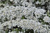 Spiraea &times; cinerea