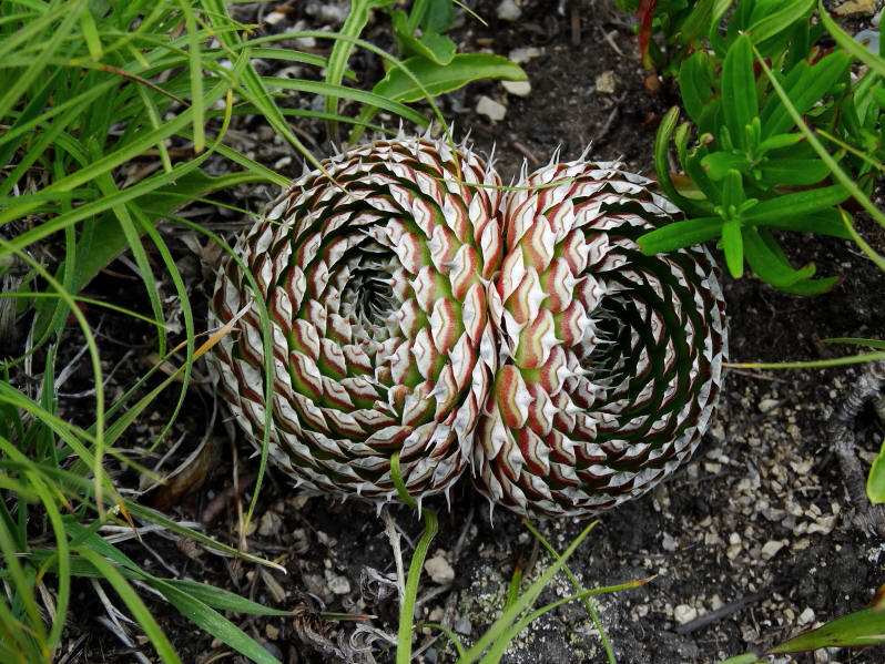 Image of Orostachys spinosa specimen.