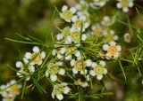 Chamelaucium uncinatum. Листья и цветки. Израиль, Шарон, г. Тель-Авив, ботанический сад университета, в культуре. 30.04.2015.
