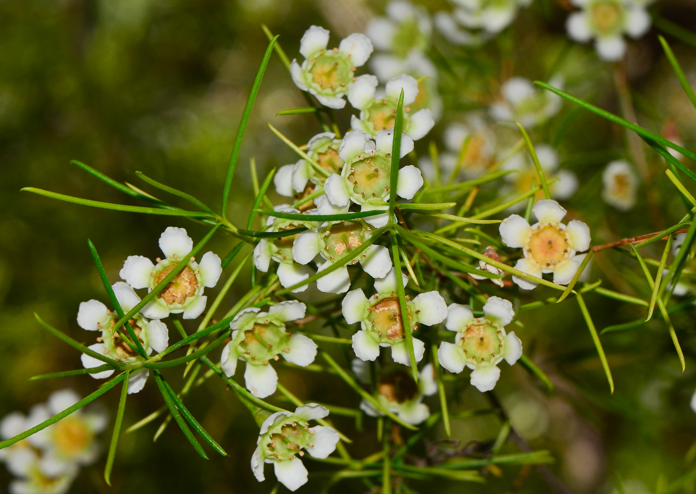 Изображение особи Chamelaucium uncinatum.