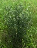 Senecio erucifolius. Куртина молодых растений. Белгородская обл., Губкинский р-н, запов. «Белогорье», Ямская степь. 14 июня 2009 г.