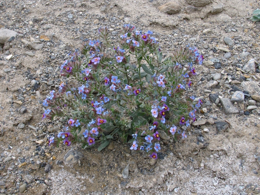 Image of Arnebia obovata specimen.