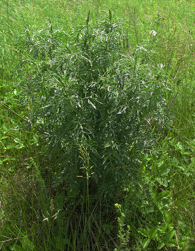 Изображение особи Senecio erucifolius.