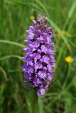 Dactylorhiza baltica. Соцветие. Беларусь, Минская обл., Минский р-н, окр. агрогородка Ждановичи, луг у водохранилища Дрозды. 18.06.2016.