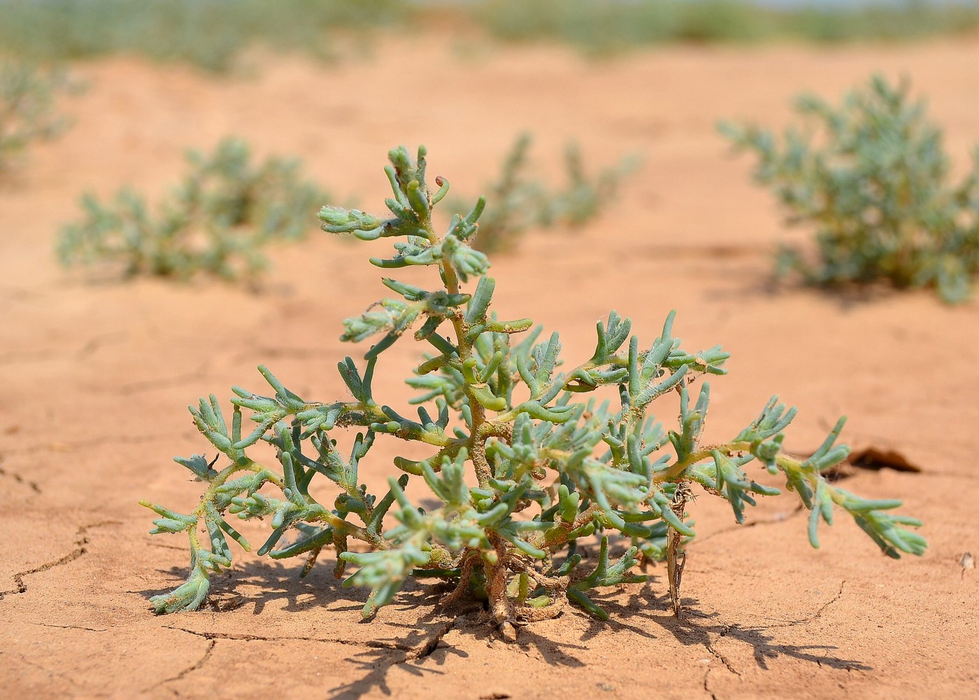 Изображение особи Salsola acutifolia.