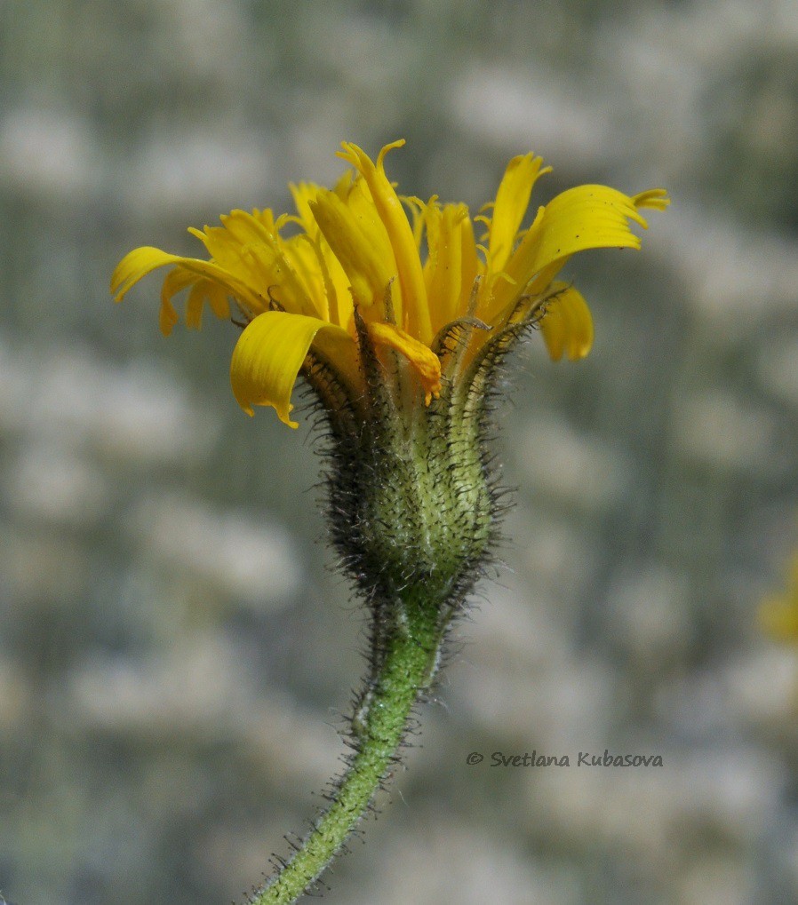 Image of Hieracium maculatum specimen.