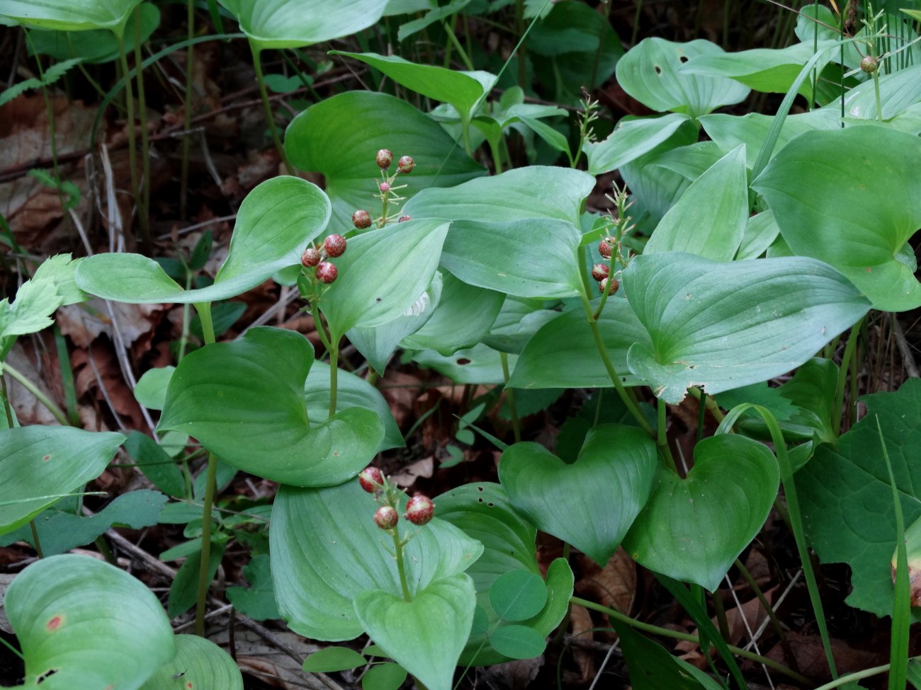 Image of Maianthemum dilatatum specimen.