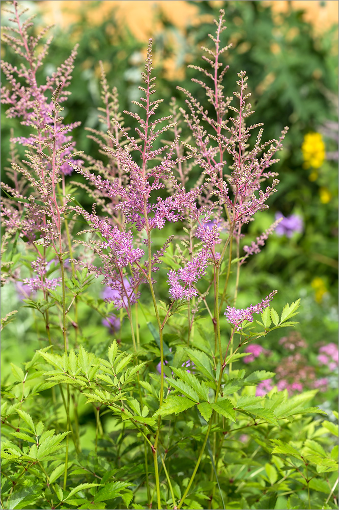 Изображение особи Astilbe &times; rosea.