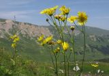 Doronicum macrophyllum