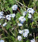 Myosotis imitata