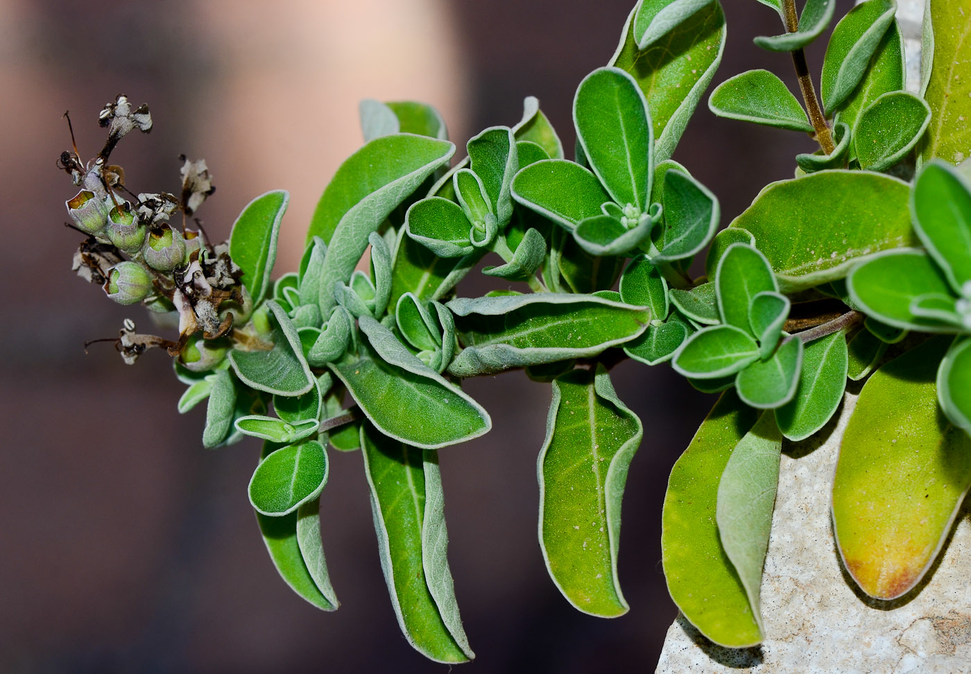 Image of Vitex trifolia ssp. litoralis specimen.