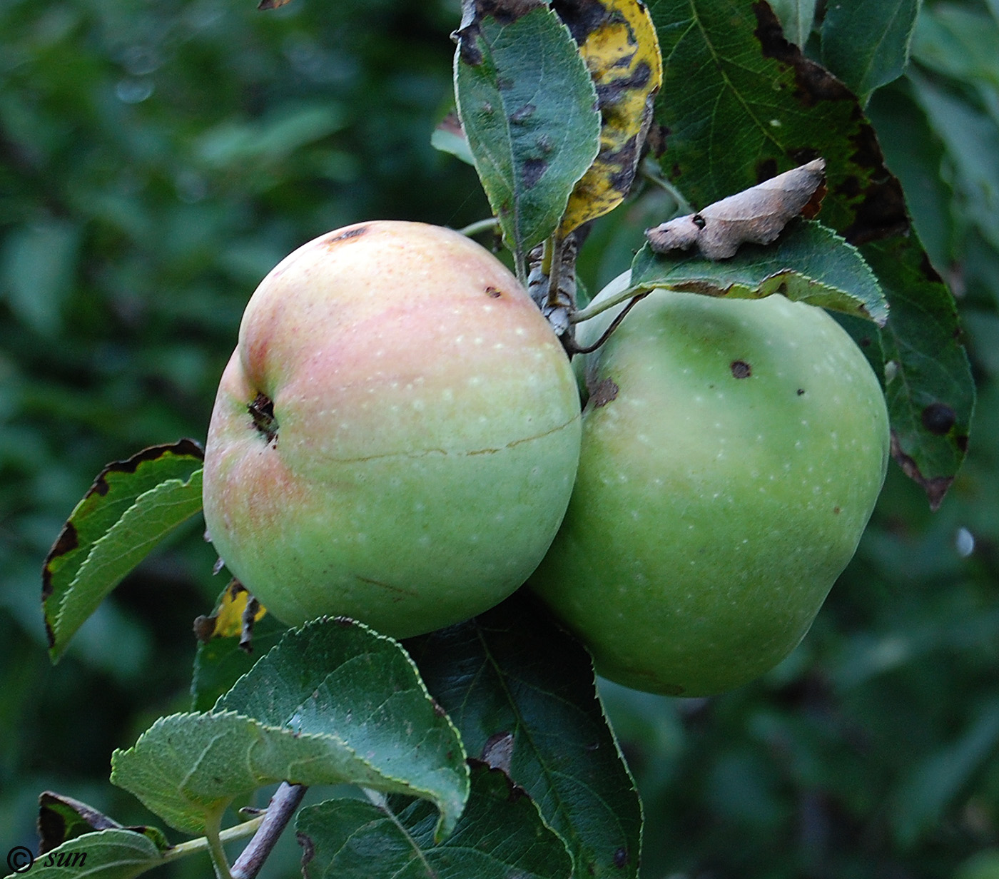 Изображение особи Malus domestica.