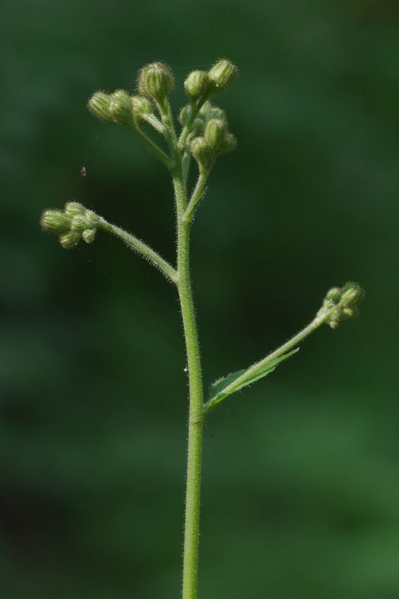 Image of Hieracium lanceolatum specimen.