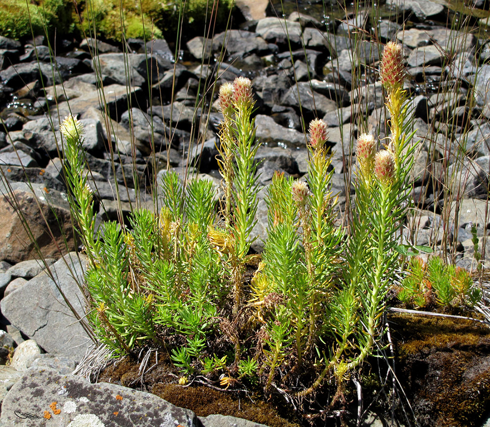 Image of Clementsia semenovii specimen.