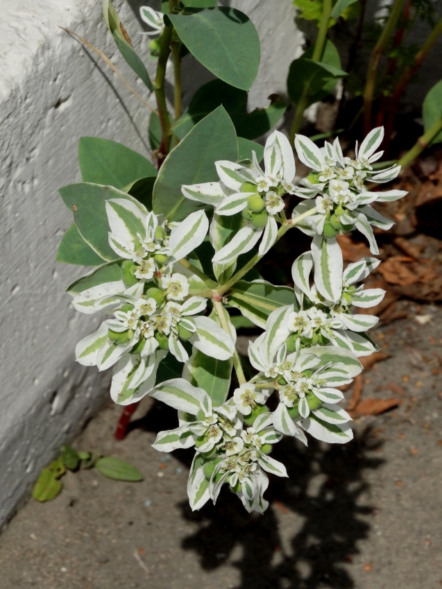 Image of Euphorbia marginata specimen.