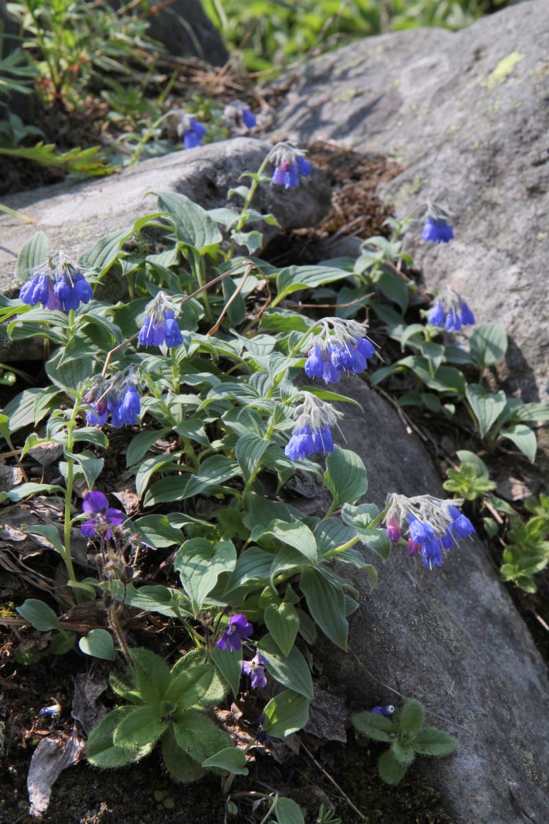 Image of Mertensia pubescens specimen.