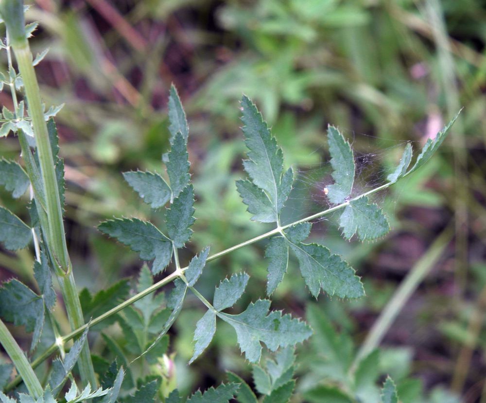 Image of Cervaria rivinii specimen.