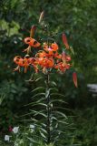 Lilium lancifolium