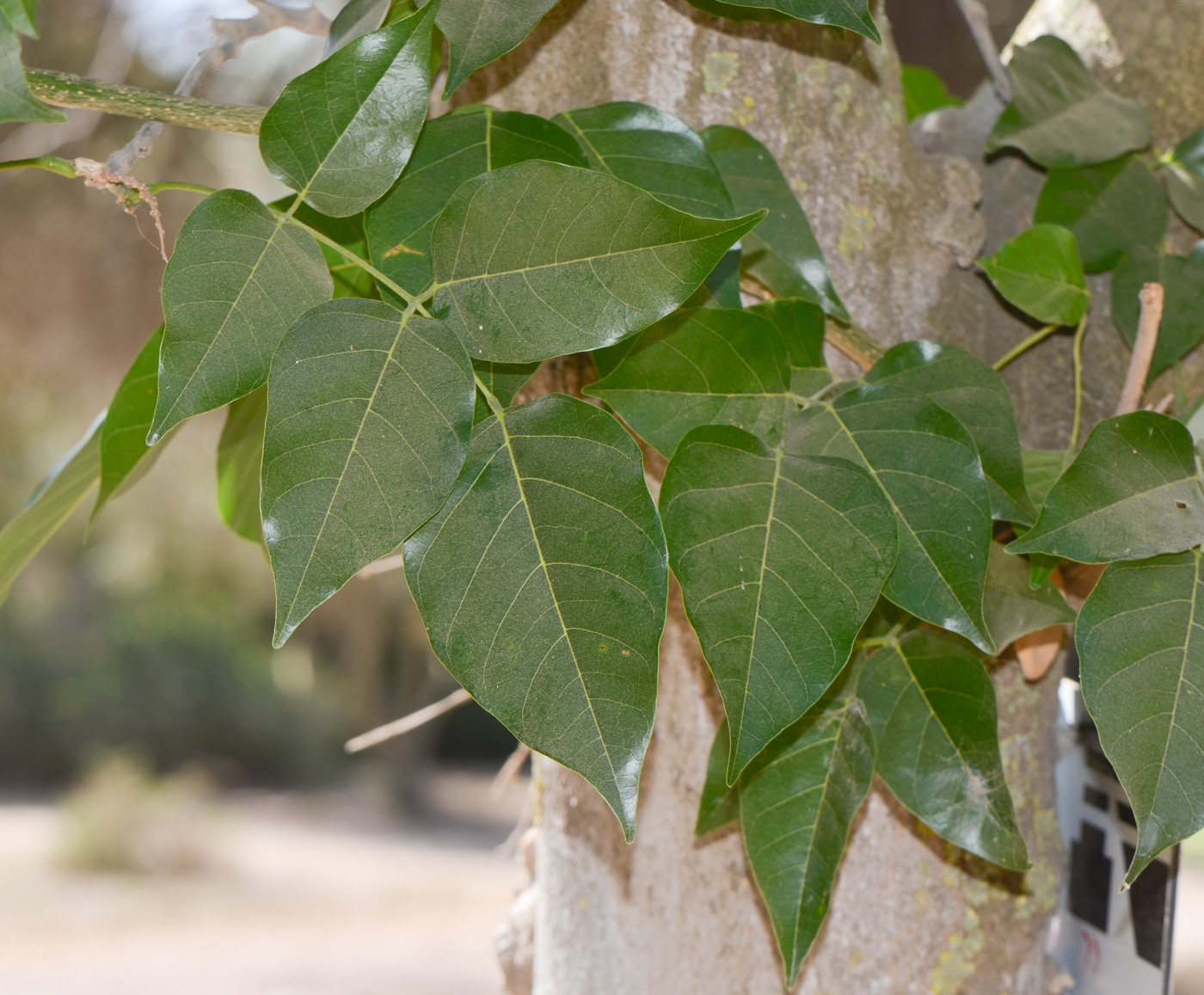 Изображение особи Pongamia pinnata.