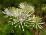 Thalictrum contortum. Цветок. Хабаровский край, Ванинский р-н, окр. пос. Высокогорный, разнотравный луг. 09.06.2014.